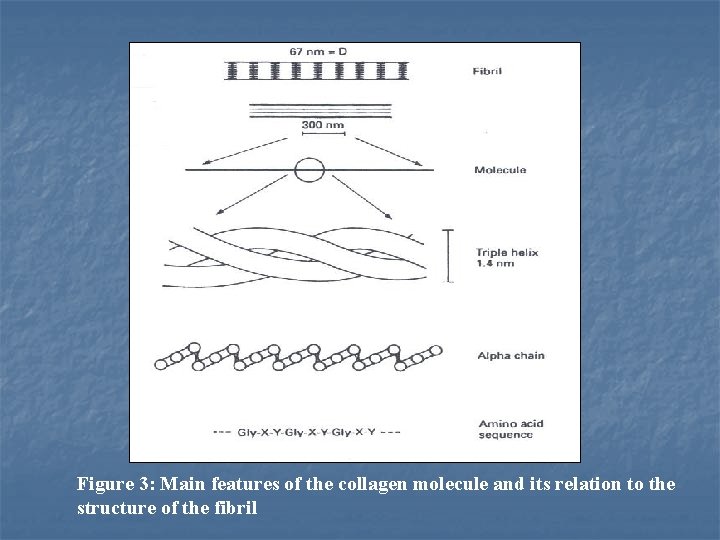 Figure 3: Main features of the collagen molecule and its relation to the structure