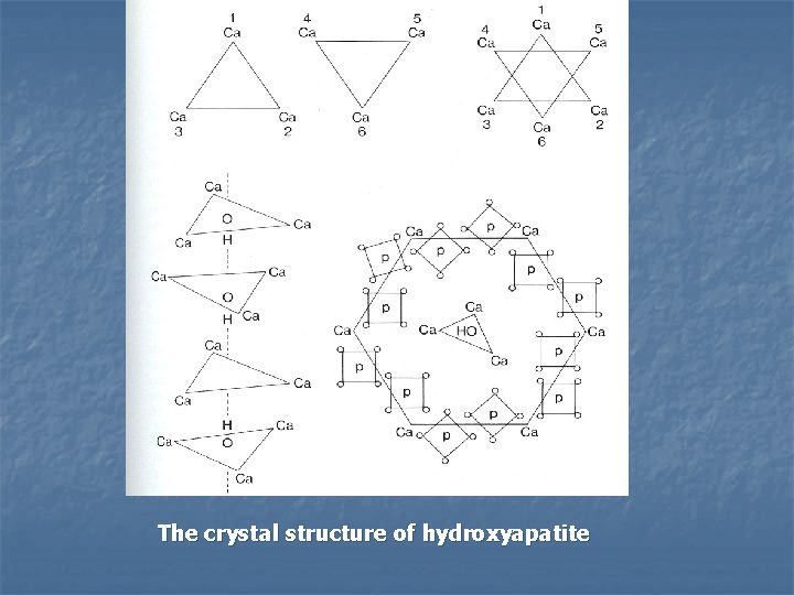 The crystal structure of hydroxyapatite 
