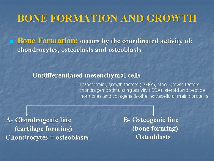 BONE FORMATION AND GROWTH n Bone Formation: occurs by the coordinated activity of: chondrocytes,