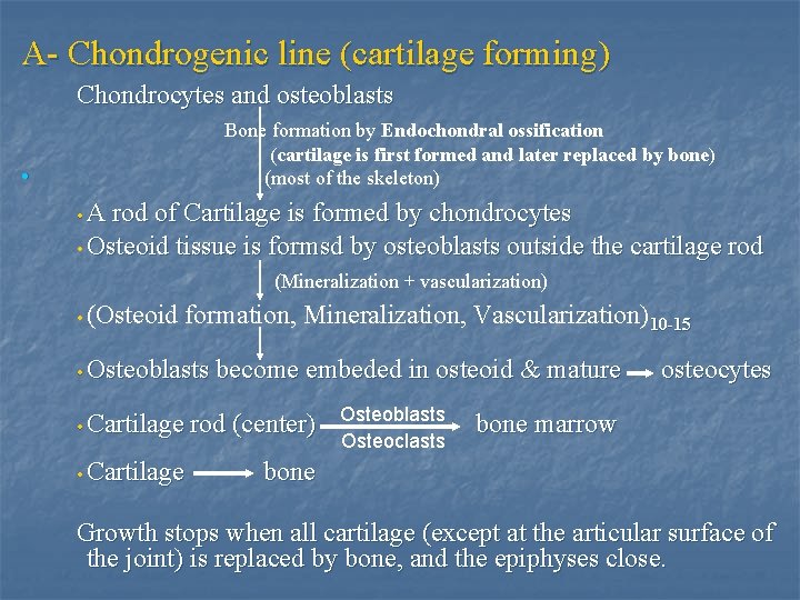 A- Chondrogenic line (cartilage forming) Chondrocytes and osteoblasts Bone formation by Endochondral ossification (cartilage