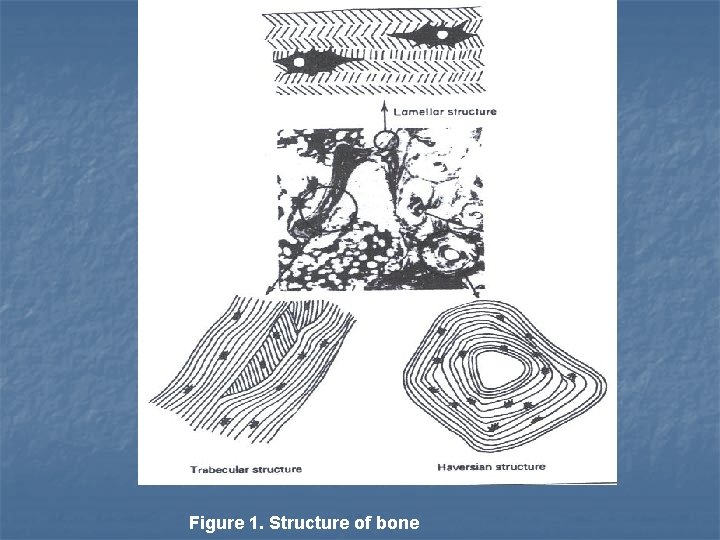 Figure 1. Structure of bone 