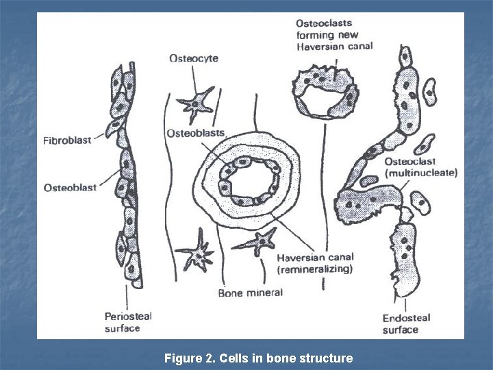 Figure 2. Cells in bone structure 