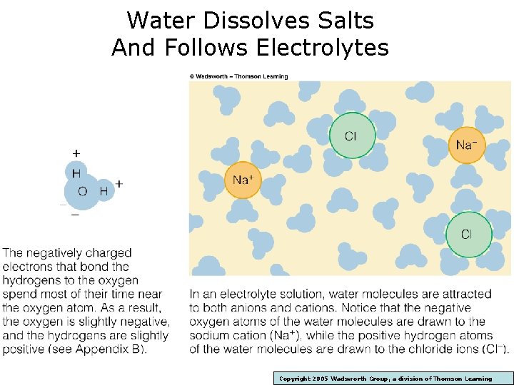 Water Dissolves Salts And Follows Electrolytes Copyright 2005 Wadsworth Group, a division of Thomson