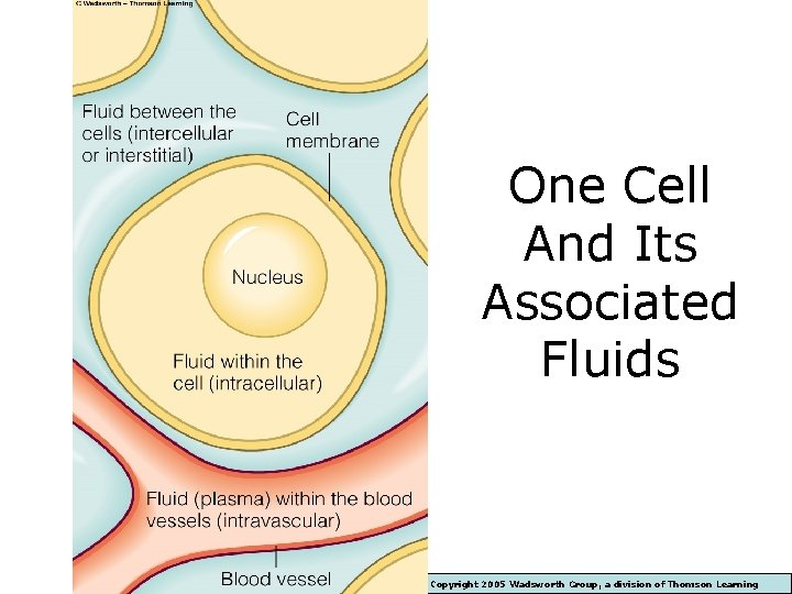 One Cell And Its Associated Fluids Copyright 2005 Wadsworth Group, a division of Thomson