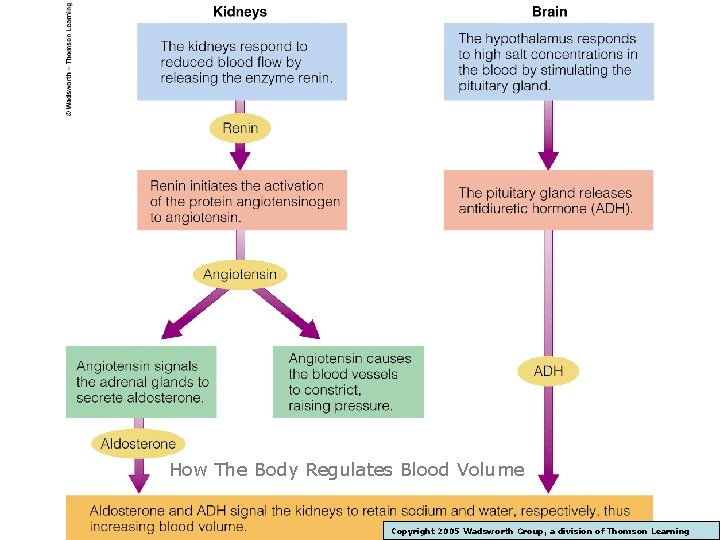 How The Body Regulates Blood Volume Copyright 2005 Wadsworth Group, a division of Thomson