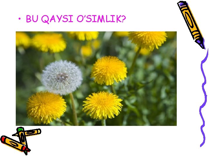  • BU QAYSI O’SIMLIK? 