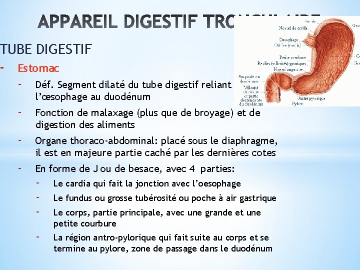 TUBE DIGESTIF - Estomac - Déf. Segment dilaté du tube digestif reliant l’œsophage au