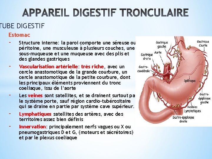 TUBE DIGESTIF - Estomac - - Structure interne: la paroi comporte une séreuse ou