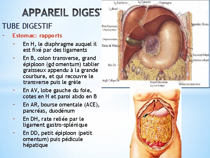 TUBE DIGESTIF - Estomac: rapports - En H, le diaphragme auquel il - -