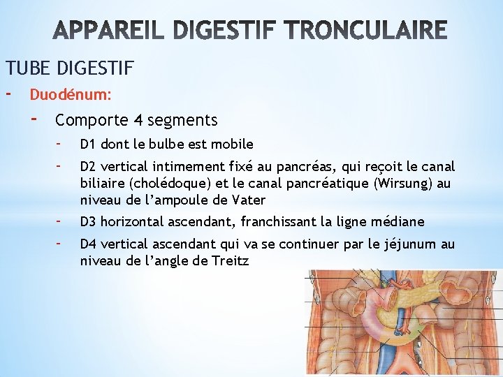 TUBE DIGESTIF - Duodénum: - Comporte 4 segments - D 1 dont le bulbe