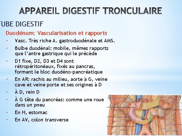 TUBE DIGESTIF Duodénum: Vascularisation et rapports - Vasc. Très riche A. gastroduodénale et AMS.