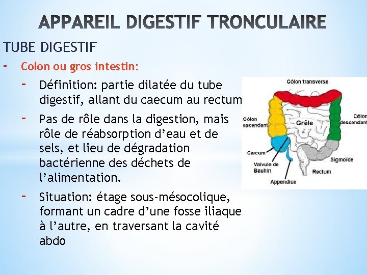 TUBE DIGESTIF - Colon ou gros intestin: - Définition: partie dilatée du tube digestif,