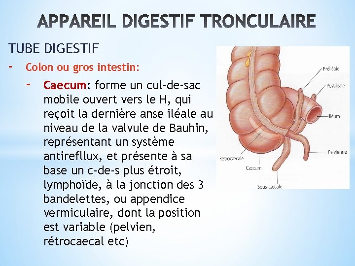 TUBE DIGESTIF - Colon ou gros intestin: - Caecum: forme un cul-de-sac mobile ouvert