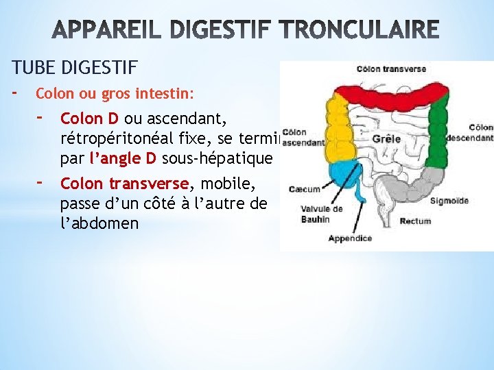 TUBE DIGESTIF - Colon ou gros intestin: - Colon D ou ascendant, rétropéritonéal fixe,