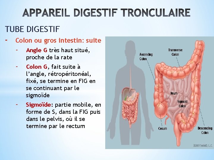TUBE DIGESTIF - Colon ou gros intestin: suite - Angle G très haut situé,