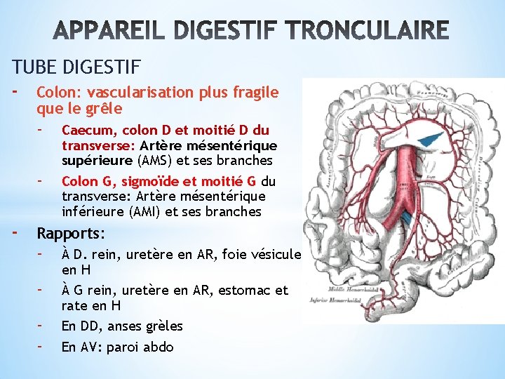 TUBE DIGESTIF - Colon: vascularisation plus fragile que le grêle - - Caecum, colon