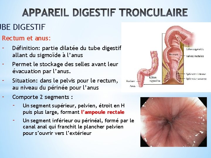 UBE DIGESTIF Rectum et anus: - Définition: partie dilatée du tube digestif, allant du