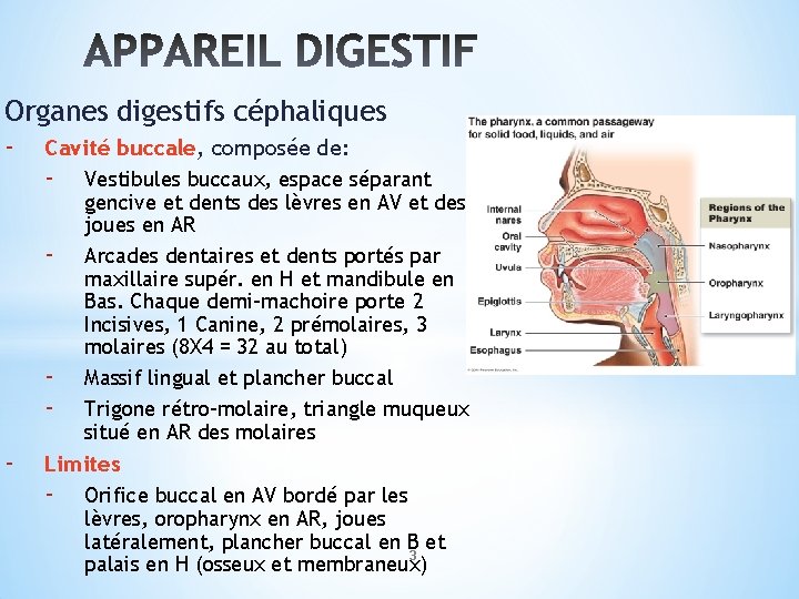 Organes digestifs céphaliques - Cavité buccale, composée de: - Vestibules buccaux, espace séparant -