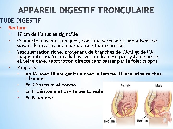 TUBE DIGESTIF - Rectum: - 17 cm de l’anus au sigmoïde - Comporte plusieurs
