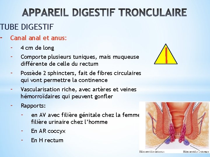 TUBE DIGESTIF - Canal et anus: - 4 cm de long - Possède 2