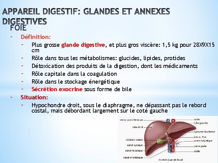 FOIE - Définition: - Plus grosse glande digestive, et plus gros viscère: 1, 5