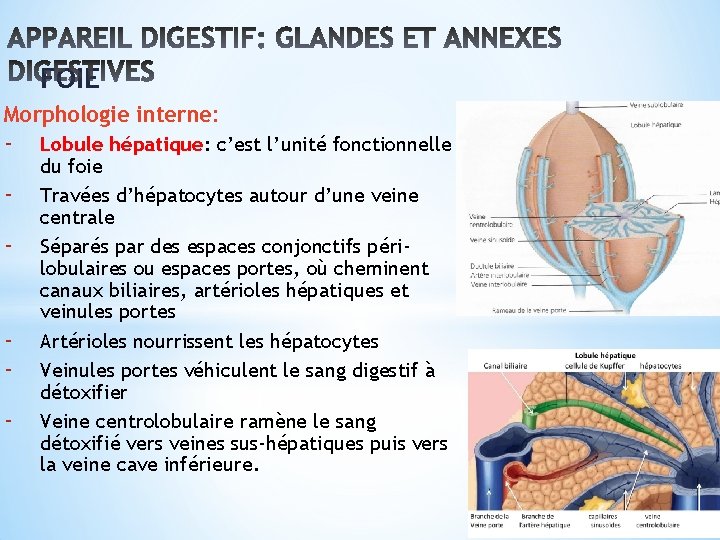 FOIE Morphologie interne: - Lobule hépatique: c’est l’unité fonctionnelle du foie Travées d’hépatocytes autour