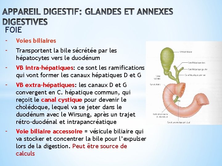 FOIE - Voies biliaires - Transportent la bile sécrétée par les hépatocytes vers le