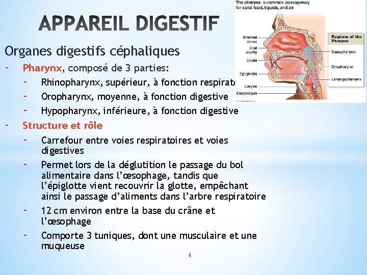 Organes digestifs céphaliques - Pharynx, composé de 3 parties: - Rhinopharynx, supérieur, à fonction