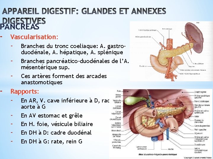 PANCREAS - Vascularisation: - - Branches du tronc coeliaque: A. gastroduodénale, A. hépatique, A.