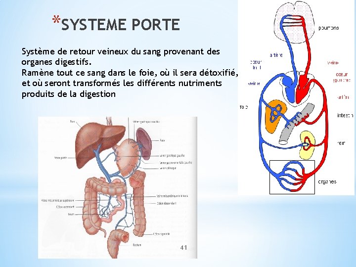 *SYSTEME PORTE Système de retour veineux du sang provenant des organes digestifs. Ramène tout