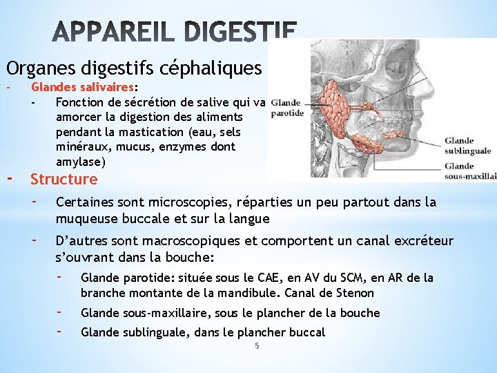 Organes digestifs céphaliques - - Glandes salivaires: Fonction de sécrétion de salive qui va