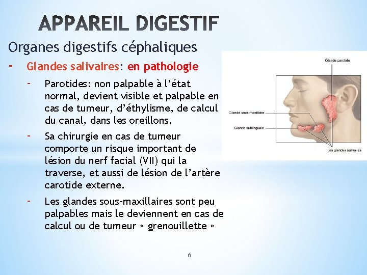 Organes digestifs céphaliques - Glandes salivaires: en pathologie - Parotides: non palpable à l’état