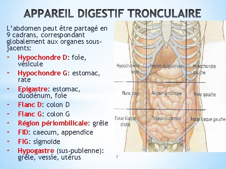 L’abdomen peut être partagé en 9 cadrans, correspondant globalement aux organes sousjacents: - Hypochondre