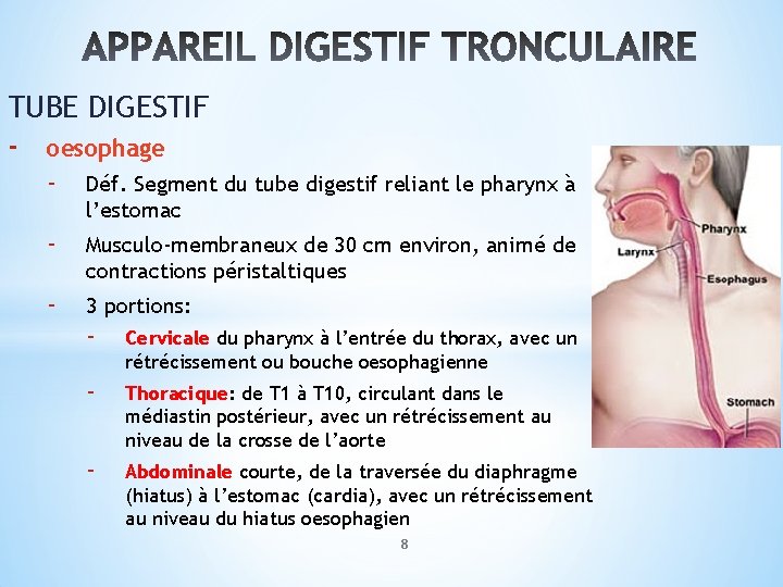 TUBE DIGESTIF - oesophage - Déf. Segment du tube digestif reliant le pharynx à