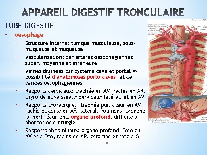 TUBE DIGESTIF - oesophage - Structure interne: tunique musculeuse, sous- muqueuse et muqueuse Vascularisation: