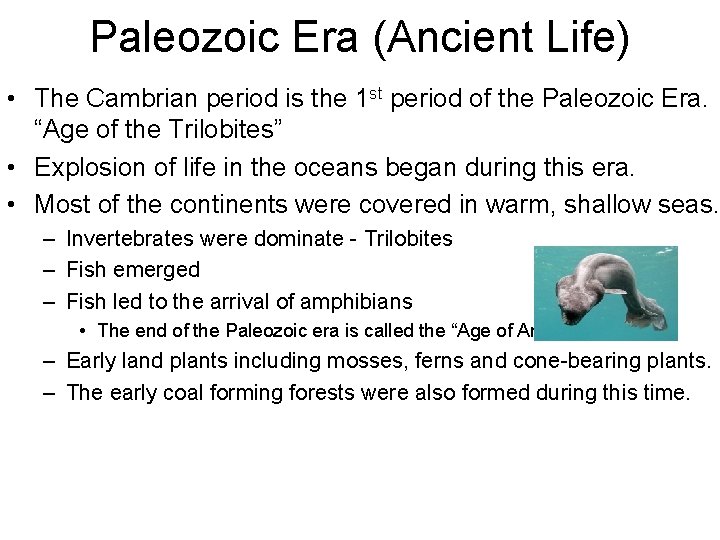 Paleozoic Era (Ancient Life) • The Cambrian period is the 1 st period of