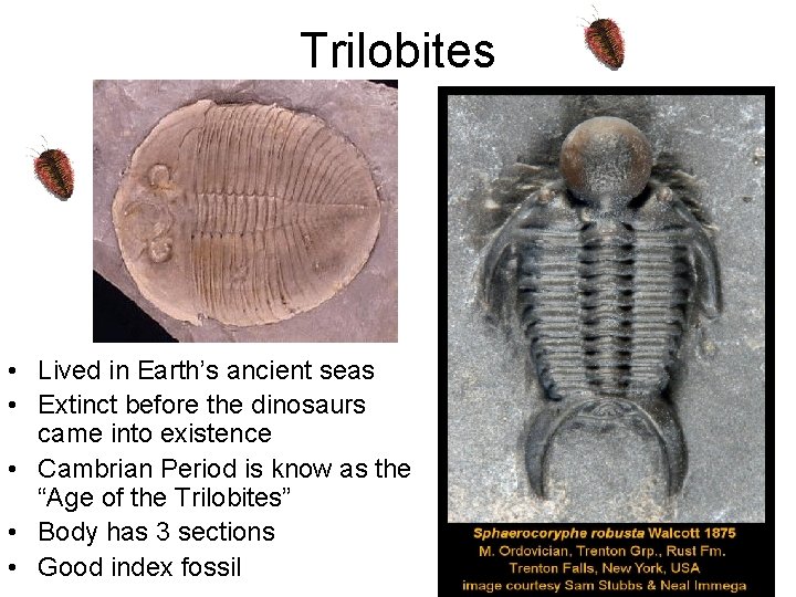 Trilobites • Lived in Earth’s ancient seas • Extinct before the dinosaurs came into