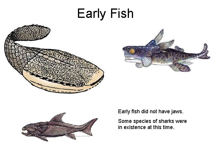 Early Fish Early fish did not have jaws. Some species of sharks were in