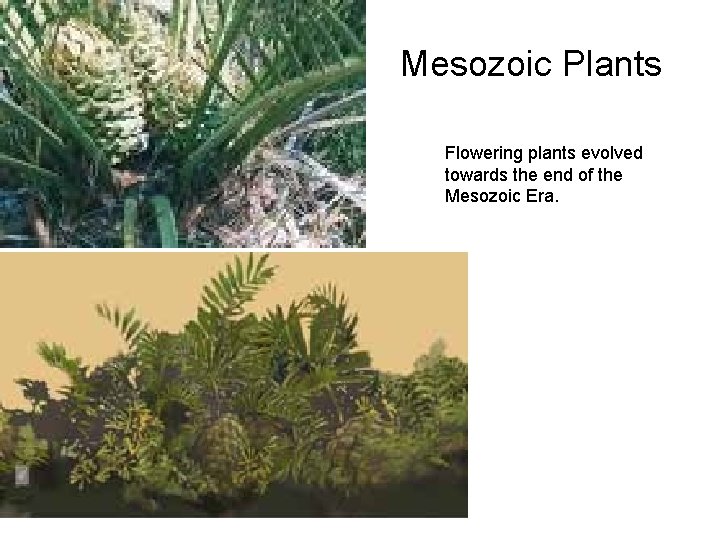 Mesozoic Plants Flowering plants evolved towards the end of the Mesozoic Era. 