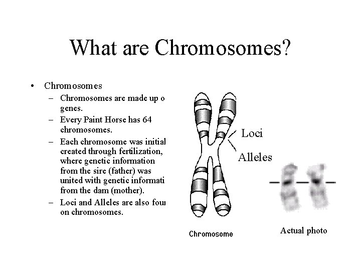 What are Chromosomes? • Chromosomes – Chromosomes are made up of genes. – Every