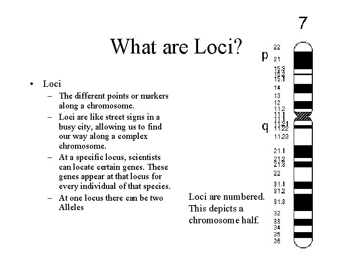 What are Loci? • Loci – The different points or markers along a chromosome.