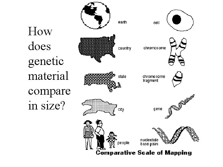 How does genetic material compare in size? 