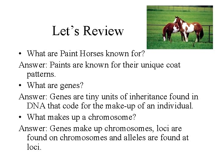Let’s Review • What are Paint Horses known for? Answer: Paints are known for