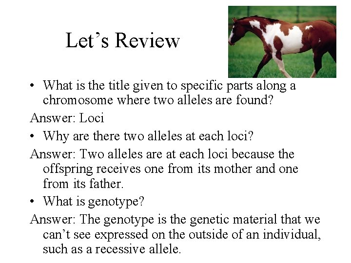 Let’s Review • What is the title given to specific parts along a chromosome