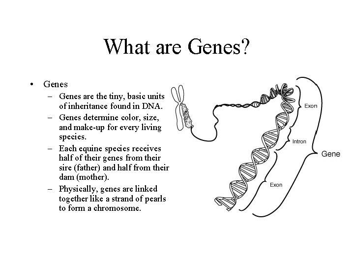 What are Genes? • Genes – Genes are the tiny, basic units of inheritance