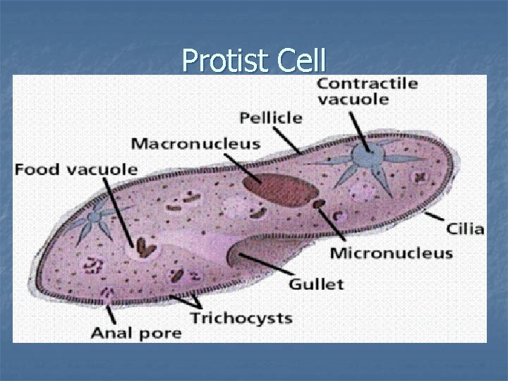 Protist Cell 