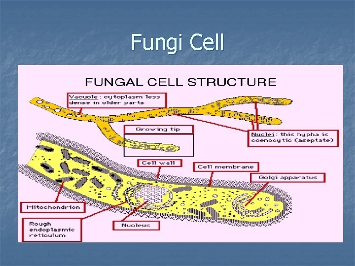 Fungi Cell 