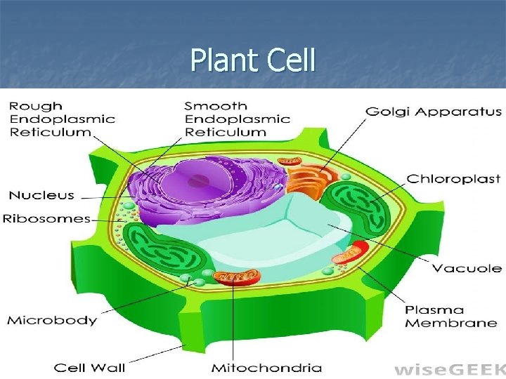 Plant Cell 