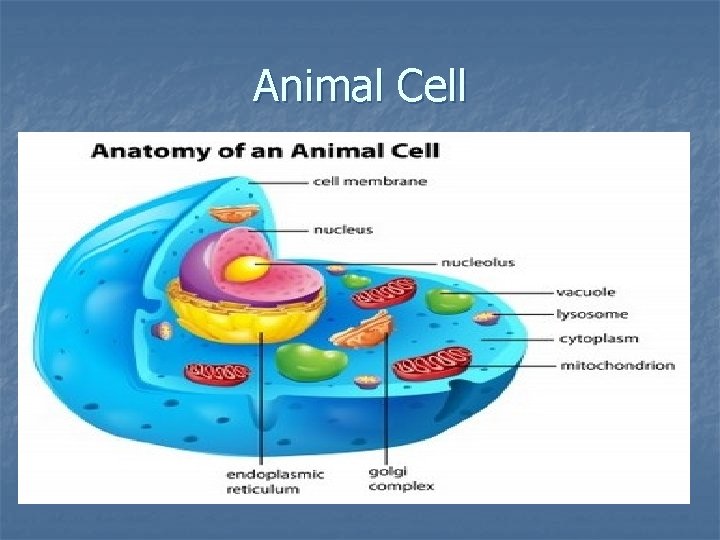 Animal Cell 