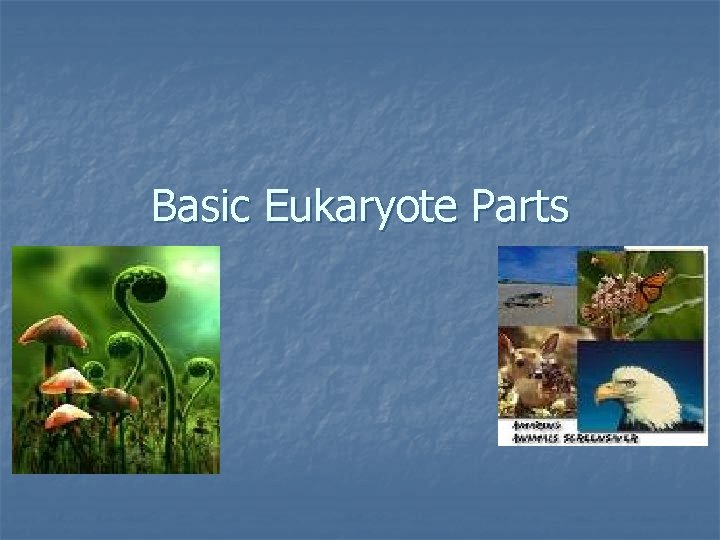 Basic Eukaryote Parts 